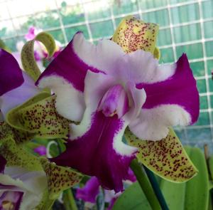 Cattleya Netrasiri Beauty