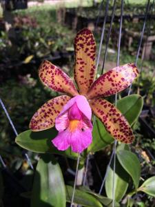 Cattleya Quinquecolor