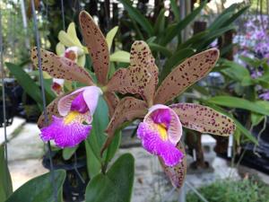 Cattleya Quinquecolor