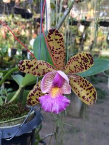 Cattleya Quinquecolor