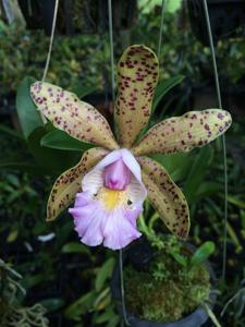 Cattleya Quinquecolor