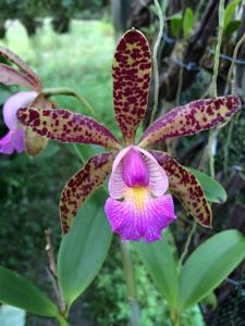 Cattleya Quinquecolor