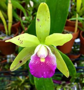 Cattleya Small World