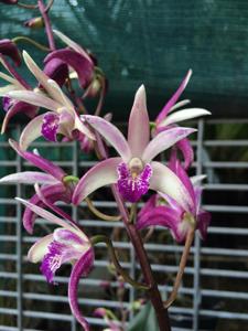 Dendrobium Aussie Quest