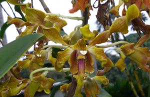 Dendrobium Constance