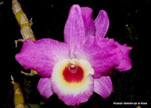 Dendrobium Country Girl