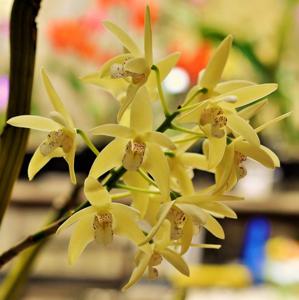 Dendrobium Lynette Banks