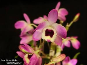 Dendrobium Maloflake