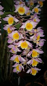 Dendrobium Mousmee