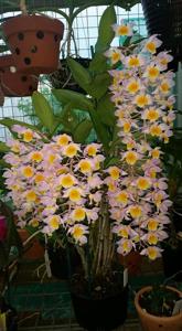 Dendrobium Mousmee