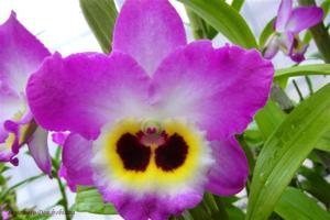 Dendrobium Sky Love