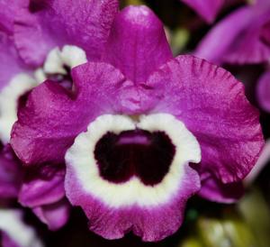 Dendrobium Star Sapphire