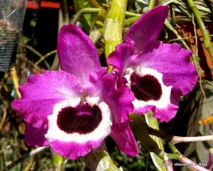 Dendrobium Star Sapphire