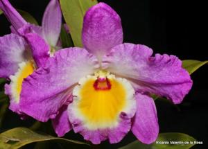 Dendrobium Wave King