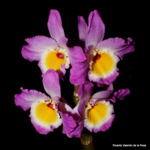 Dendrobium Wave King