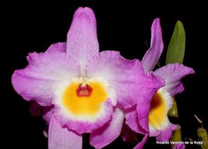 Dendrobium Wave King