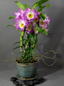 Dendrobium Wave King