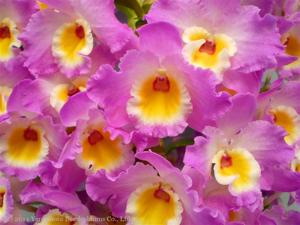 Dendrobium Wave King