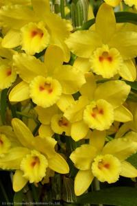 Dendrobium Yellow Paney