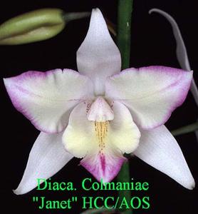 Caulocattleya Colmaniae