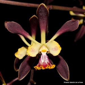 Encyclia Orchid Jungle