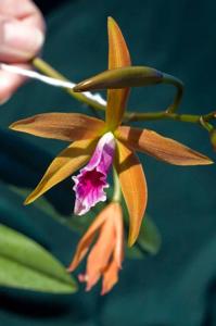 Cattleya Cinnabrosa