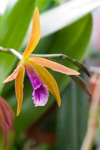 Cattleya Cinnabrosa