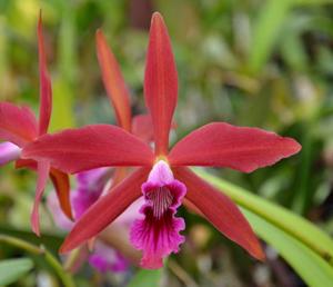 Cattleya Zip