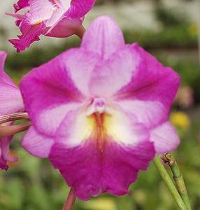 Cattleytonia Peggy San