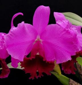 Cattleya Betty Ford