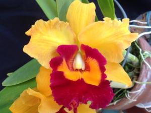 Cattleya Brierley's Ferry