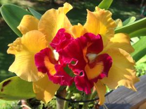 Cattleya Brierley's Ferry