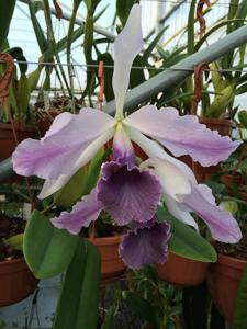 Cattleya C. G. Roebling (1895)