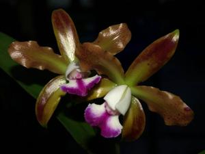 Cattleya Leafwood Lane