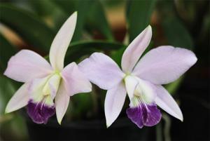 Cattleya Love Knot