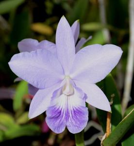 Cattleya Love Knot