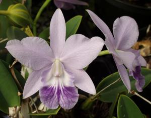 Cattleya Love Knot