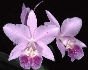 Cattleya Love Knot