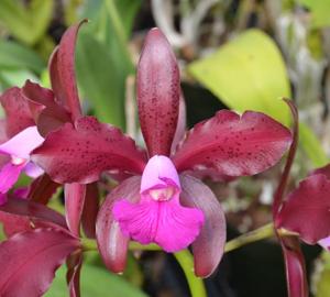 Cattleya Maui Plum