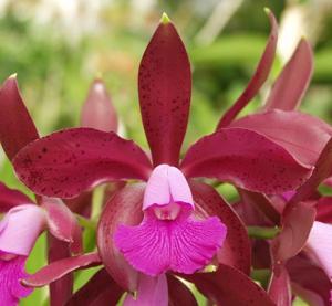 Cattleya Maui Plum