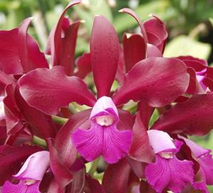 Cattleya Maui Plum