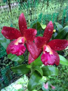 Cattlianthe Orglade's Cheer