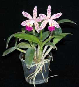 Cattleya Tropical Pointer