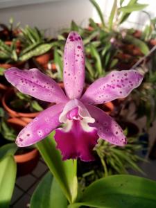 Cattleya Tropical Pointer