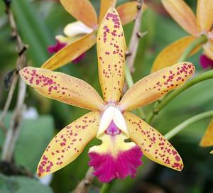 Cattleya Tropical Pointer