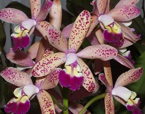 Cattleya Tropical Pointer