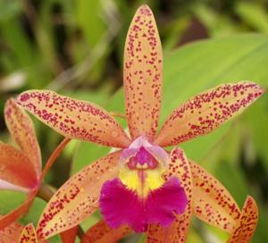 Cattleya Tropical Pointer