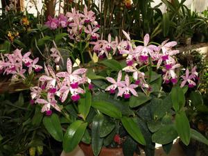 Cattleya Tropical Pointer