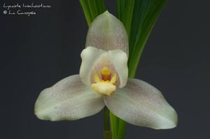 Lycaste Imschootiana