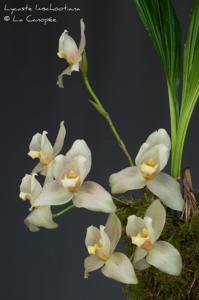 Lycaste Imschootiana